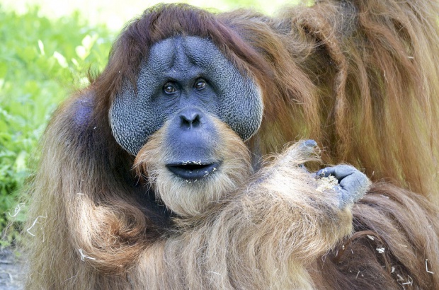 Dentystka broni lasów zamieszkiwanych przez 2,5 tys. orangutanów (fot. pixabay) Dentystka walczy o lasy na Borneo