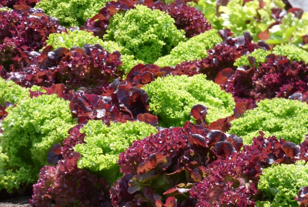 lettuce-1580674_1920 (1).jpg Bakterie na sałacie - jak na zębach - mocno się trzymają