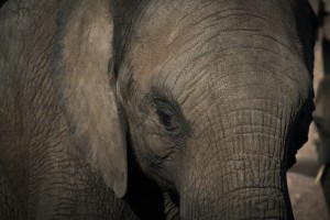 Zabiegi stomatologiczne u dzikich zwierząt wymagają wysokich kwalifikacji (fot. pixabay) Słoniowe problemy z zębami