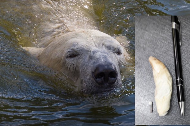 Niedźwiedź polarny u dentysty (foto: FB ZOO) Drapieżnik o wadze 0,5 t u dentysty