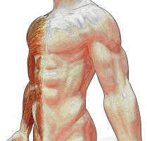 Wirtualny stół do nauki anatomii
