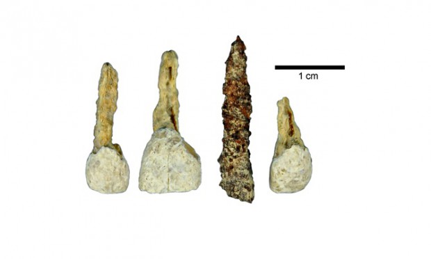 Czy to najstarszy implant zębowy w Europie? (źródło: Antiquity Publications Ltd) Czy to najstarszy implant zębowy w Europie?