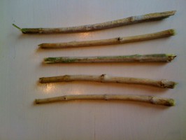 Irygator z olejem konopnym czy miswak? – alternatywne produkty do higieny atakują