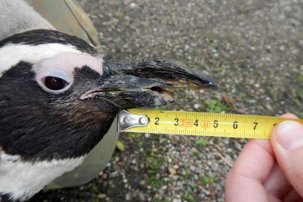 Fachowcy z Arkony pomogą pingwinowi (fot. ZOO w Warszawie) Fachowcy z Arkony pomogą pingwinowi