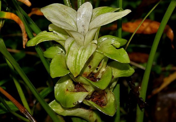 Kurkuminę otrzymuje się bowiem poprzez ekstrakcję kłączy ostryżu długiego (Curcuma longa, na zdjęciu) - fot. wikipedia.org Guma do żucia z kurkuminą wygra z nowotworami głowy i szyi?