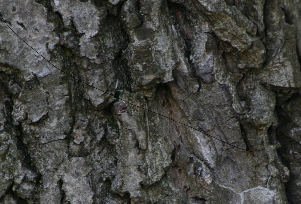 Kora uśmierza ból zębów foto sxc.hu Cudowna lipa na ból zębów