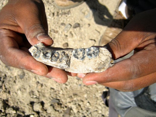 Najstarsza znana żuchwa pochodziła do gatunku z linii Homo (fot. sciencedaily.com) Najstarsza żuchwa wyznacza granice człowieczeństwa