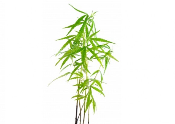 Stomatolog uprawiał marihuanę (foto: freedigitalphotos) Stomatolog z wykształcenia, plantator marihuany z powołania
