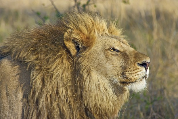 Pechowe safari z udziałem dentysty (foto: pixabay) Dentysta zabił symbol Zimbabwe