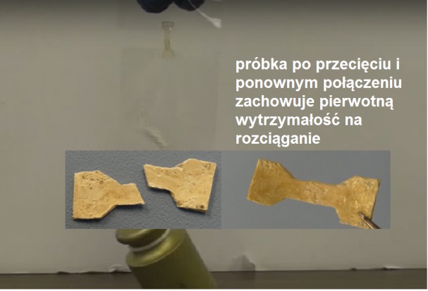 Regeneracja materiałów, które mogą być wykorzystywane w implantach Zęby kałamarnic inspiracją dla twórców być może nowej generacji implantów