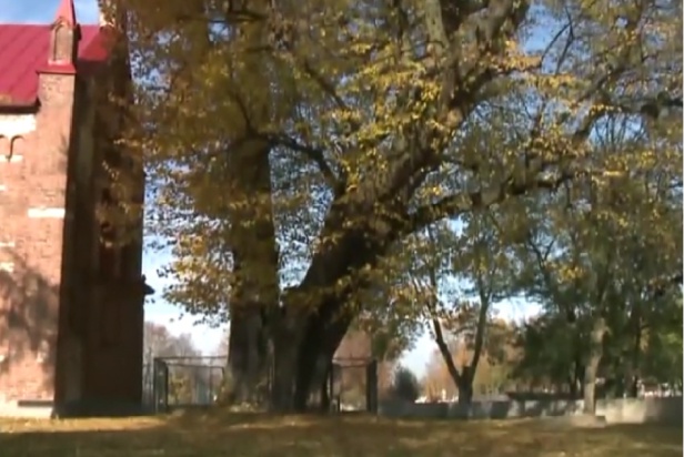 Cudowna lipa w Cielętnikach Cudowna lipa „od zębów” wkracza na salony