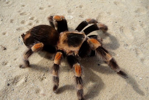 Tarantula bardziej przyjazna od dentysty (foto: pixabay) Wolę wziąć do ręki tarantulę niż iść do dentysty