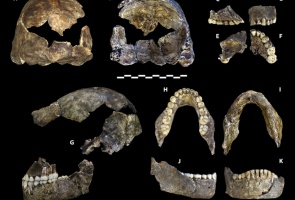 Zęby zdradzają zaskakująco wiele (fot. wikipedia) Neandertalczyk z wyjątkowo zdrowymi zębami