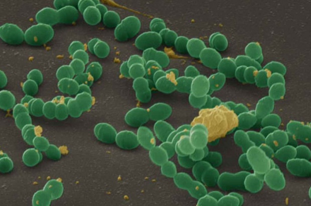 Streptococcus mutans - główny sprawca próchnicy Próchnica: jak bakterie krążą w rodzinie