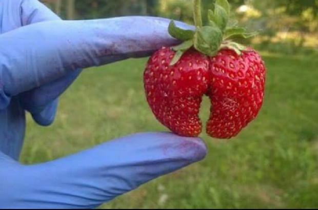 Stomatologiczna truskawka Truskawka na ząb