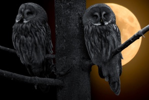 Nocne marki mają często zepsute zęby (fot. pixabay) Nocny tryb życia zwiększa ryzyko próchnicy!