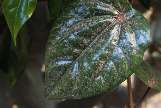 Pieprz betelowy - leki na próchnicę (fot. pixabay) Betel usunie nalot nazębny i wygoi dziąsła