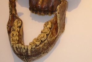 Żuchwa australopiteka z gatunku Paranthropus boisei (fot. Wikipedia) Co zęby mówią o diecie praprzodków