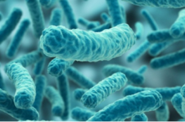 Biofilm tworzony przez patogeniczne bakterie w jest centrum uwagi (fot. Wikipedia) Kolejna pomoc w leczeniu paradontozy?