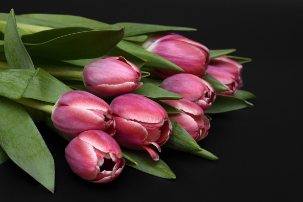 Flower Doctor kwiatami rozjaśnia codzienność pensjonariuszy domów opieki (fot. pixabay) Dentysta co rozdaje kwiaty