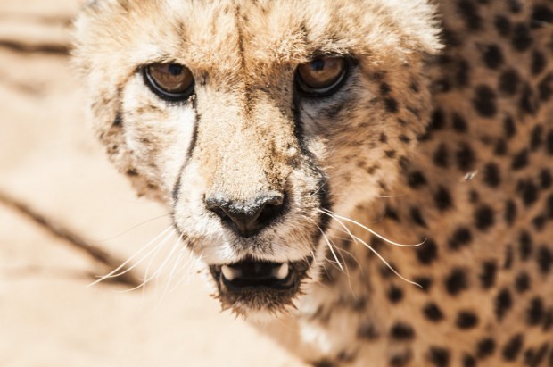 Złamany ząb u geparda może oznaczać wyrok śmierci (fot. pixabay) Gepard u dentysty