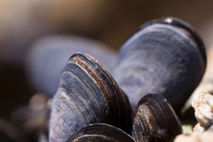 Omułki mają patent na jeden z najtrwalszych materiałów w przyrodzie (fot. pixabay) Małże dają pomysł na nowy kompozyt