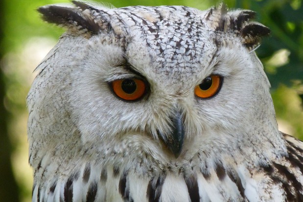 Nauka na CEDE 2017 Bezpłatna wiedza dla wszystkich