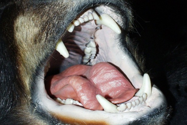 Uzębienia niedźwiedzia, z perspektywy stomatologa (fot. pixabay) Objazdowy dentysta w zoo