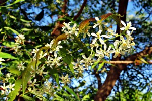 Miodla indyjska ma coraz więcej zastosowań w stomatologii (fot. pixabay) Chlorheksadyna ma rywalkę