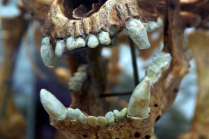 Infekcje jamy ustnej ssaków pojawiły się wcześnie w ewolucji (fot. pixabay) Prehistoryczna próchnica