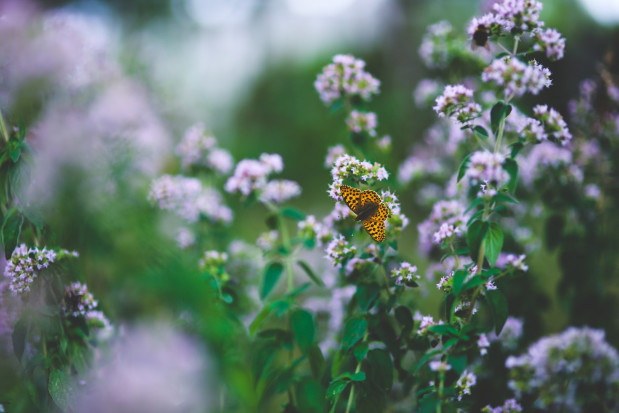 Składnik oregano, tymol ma potencjał przeciwnowotworowy (fot. pixabay) Tymiankiem w raka jamy ustnej?