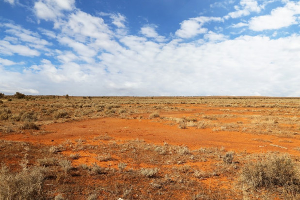 Dentobus po australijsku (foto: pixabay) 16 dentobusów w Polsce … 250 tylko w jednym stanie w Australii