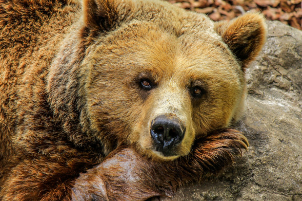 Żaden zabieg nie jest prosty u takich pacjentów (fot. pixabay) Niedźwiedzi dentysta