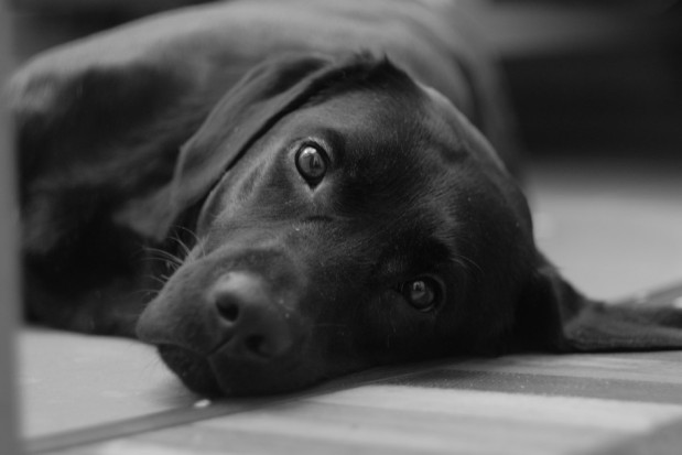 na labradorach testowali nowe implanty stomatologiczne (foto: piabay) Psy użyte do badań nad materiałami stomatologicznymi zostały uśpione