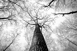 Te same grzyby rosną na języku i na korze drzewa (fot. pixabay) Grzybica języka i kory drzew