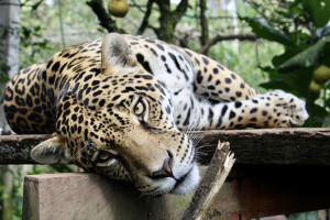 Jaguar jest zagrożony jako gatunek (fot. pixabay) Ponoć dentysta-kłusownik zabił 1000 jaguarów!