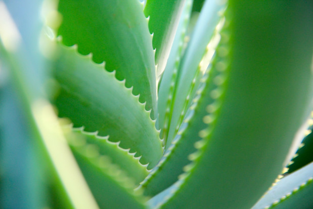 Aloes ma silne właściwości gojące (fot. pixabay) Mocna pozycja aloesu w higienie jamy ustnej