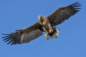 (fot. pixabay) Kto największym Orłem Stomatologii?