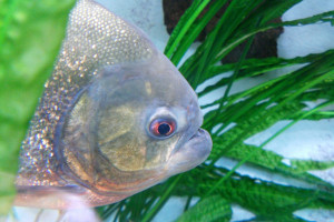 Badania odkrywają ciekawą strategię drapieżnej piranii (fot. pixabay) Jak piranie wymieniają zęby