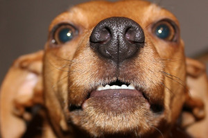 Psie kły zniszczyły karierę zawodową dentystki (fot. pixabay) Dentystka uważała, że straciła pracę, bo pogryzł ją pies