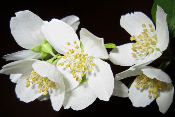 Zapachy u dentysty inne niż zwykle (foto: pixabay) Aromamarketing u dentysty