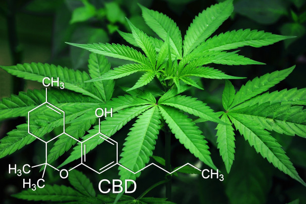 Kannabinoidy zawarte w ekstrakcie z konopii stymulują rozwój niektórych nowotworów (fot. pixabay) Marihuana stymuluje wzrost nowotworów głowy i szyi