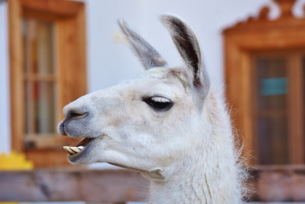 Lama na pomoc walczących z COVID-19 (foto: pixabay) Koronawirus: analizowane nawet nanoprzeciwciała lamy