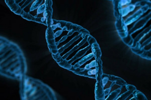 Badania genetyczne warunkują postęp w stomatologii regeneracyjnej (fot. pixabay) Naukowcy na tropie procesu regeneracji zębów