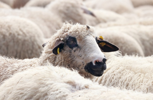 Zmiany w radiodiagnostyce: bezpieczeństwo w stomatologii, czy strzyżenie owiec?