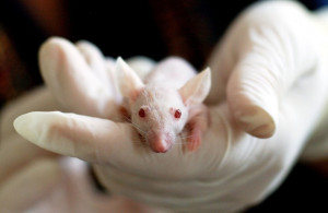 Wirus SARS-CoV-2 może wyrządzać szkody nie tylko w płucach (fot. pixabay) COVID-19 zmienia metabolizm komórkowy w wielu narządach