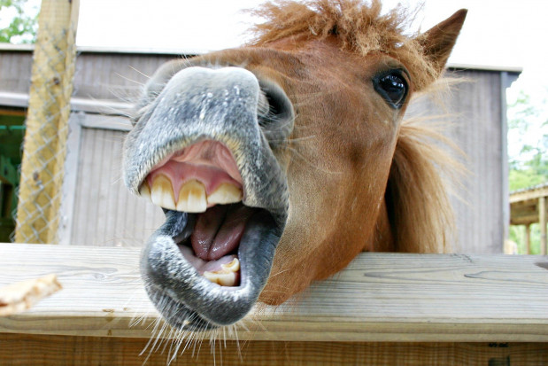 Konie, podobnie jak ludzie, mają próchnicę (fot. pixabay) Zbiórka funduszy na wizytę konia u dentysty