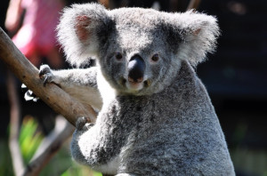 Koala zaopiekowany przez protetyka dentystycznego (fot. unsplash) Protetyk dentystyczny wykonał protezę stopy dla misia koala