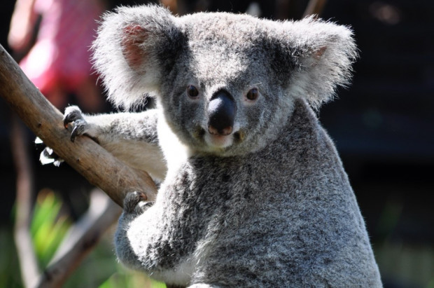 Koala zaopiekowany przez protetyka dentystycznego (fot. unsplash) Protetyk dentystyczny wykonał protezę stopy dla misia koala