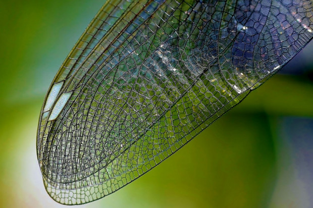 Implanty zębowe o powierzchni skrzydła ważki obiecują naukowcy (fot. Pixabay) Lepsze implanty dzięki badaniom owadów?
